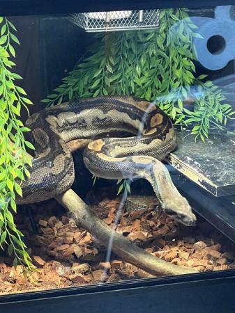 Image 4 of 3 year old BCI (Boa Constrictor Imperator) and 4x2x2 viv