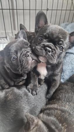 Image 2 of Champion sire kc healthy  French bulldog puppies
