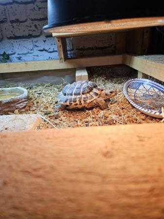 Image 4 of 6 year old male Herman's tortoise