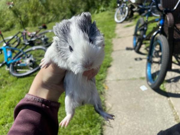 Image 1 of female guinea pig baby for sale