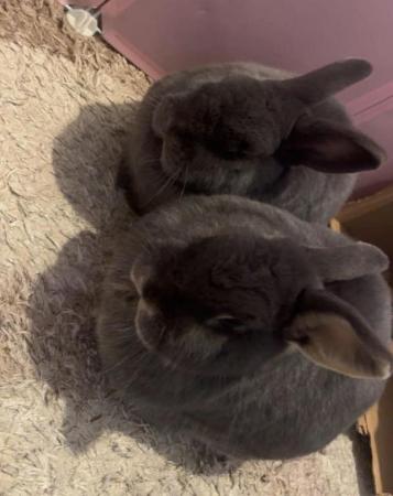 Image 5 of 2 year old bonded male rabbits.