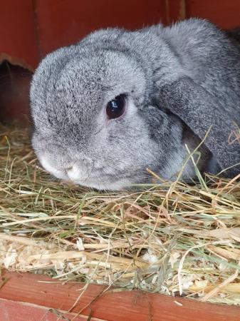 Image 1 of Spayed or neutered adult rabbits for adoption