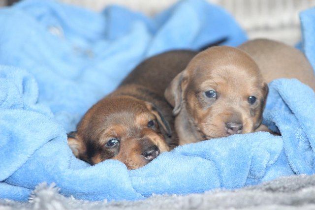 Image 10 of Gorgeous Miniature Dachshund Puppies
