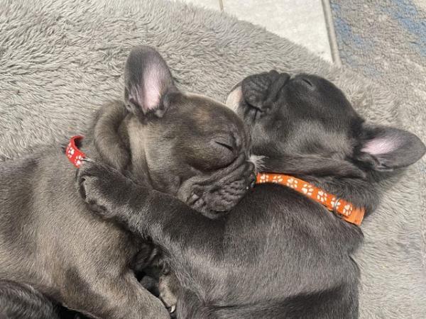 Image 26 of ***ALL SOLD*** - Stunning blue French bulldogs KC registered
