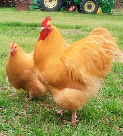 Image 1 of BUFF ORPINGTON HATCHING EGGS pure bred