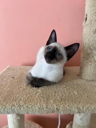 Image 28 of Siamese kittens,ready now only 2 boys left