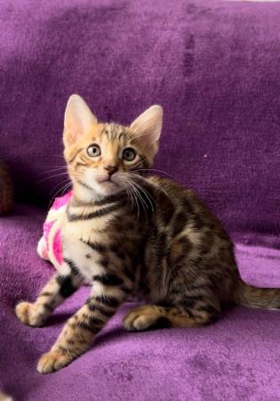 Image 12 of Stunning 5 Generations Pedigree Bengal Kittens in London