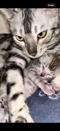 Image 3 of 12 weeks old Bengal Kittens
