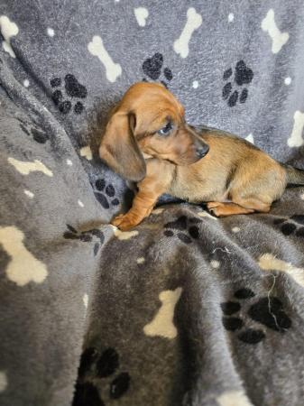Image 16 of Smooth dachshund puppies ** READY TO LEAVE**
