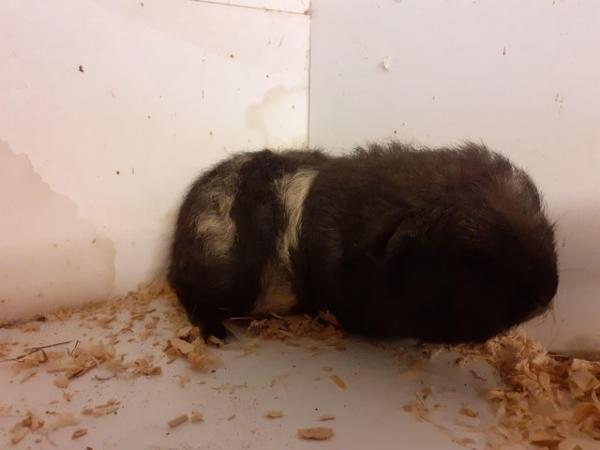 Image 5 of Young Guinea Pigs AvailableFor Sale
