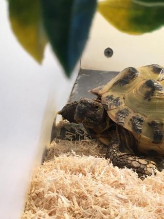Image 6 of Approximately 4yrs old horsefield male tortoise