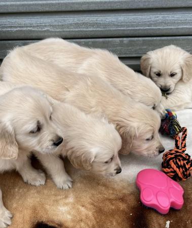 Image 14 of Fully Vaccinated KC Registered Golden Retriever Puppies