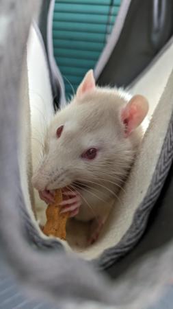 Image 1 of 2 male rats around 6 months