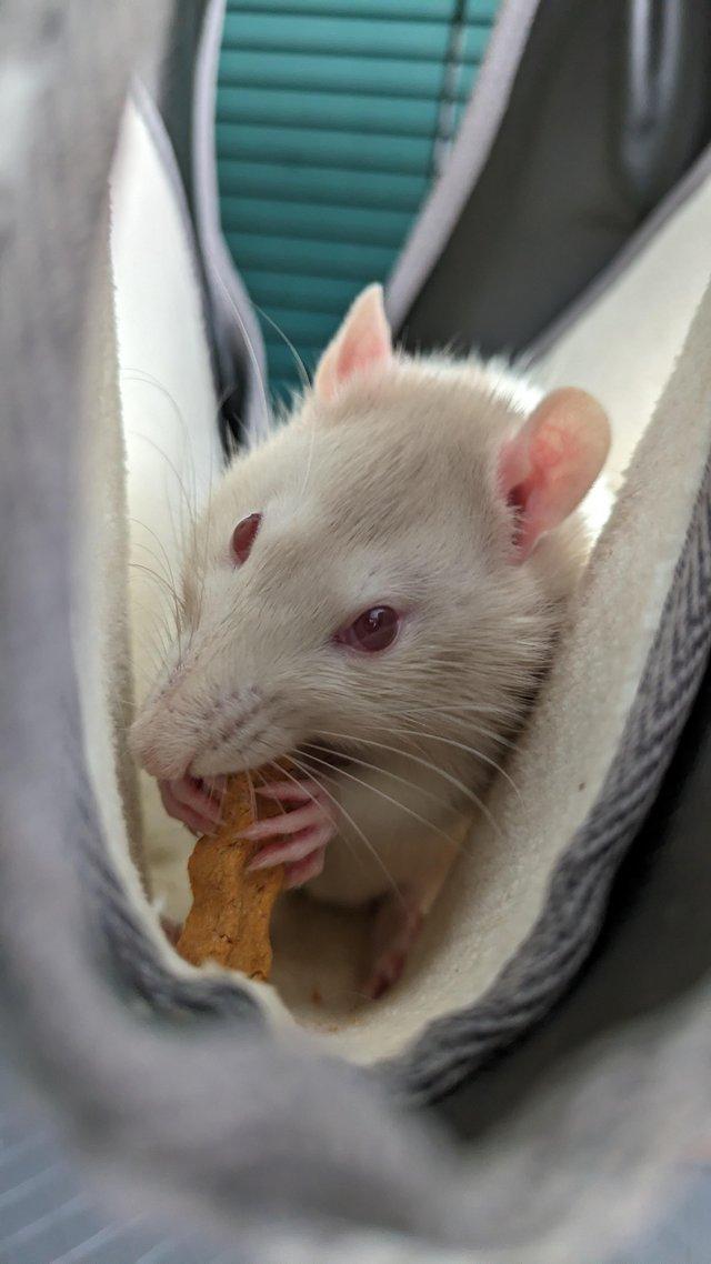 Preview of the first image of 2 male rats around 6 months.