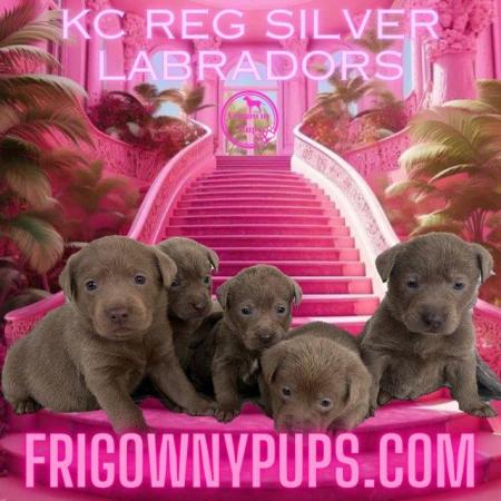 Image 2 of Chocolate Dilute Siver Labradors KC Registered