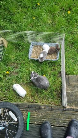 Image 1 of ** ready now ** 2 pure breed mini lop only bew left