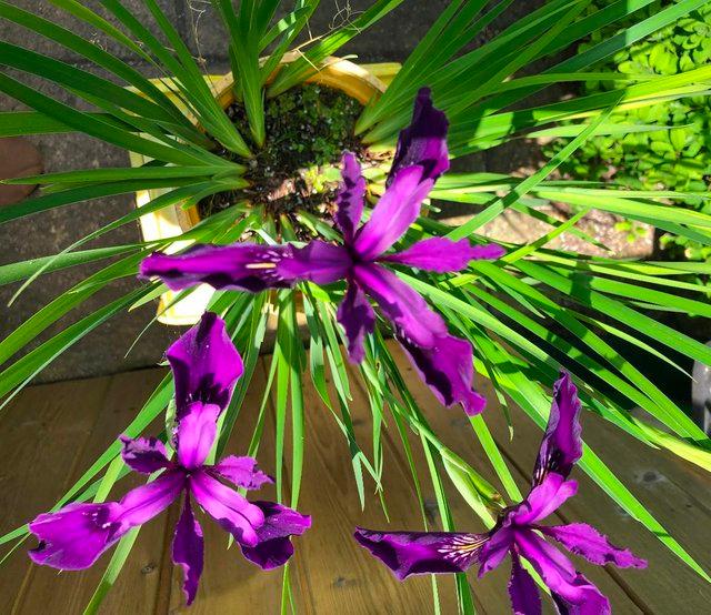 Preview of the first image of IRIS PLANTS WHICH PRODUCE DEEP PURPLE FLOWERS.