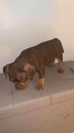 Image 4 of Pocket bully puppy for sale