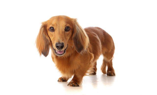 Image 5 of 3 year old Miniature Dachshund