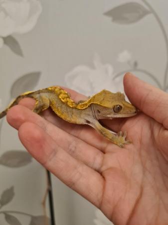 Image 5 of Dashed Pin Harley Crested Gecko