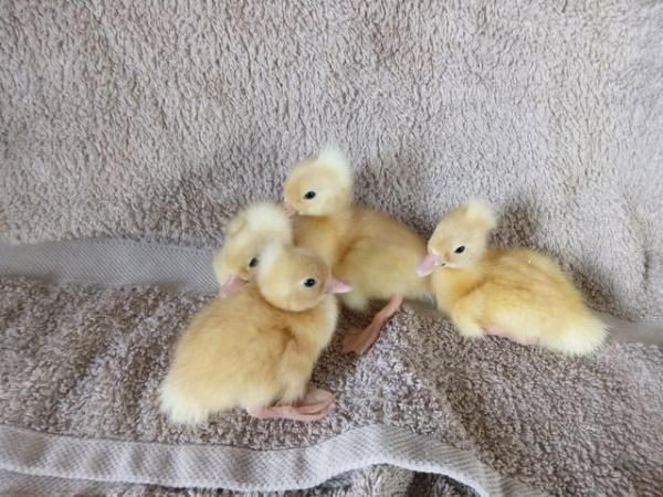 Image 1 of White Crested ducklings