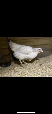 Image 3 of 16 weeks old POL pullets *updated with more breeds*