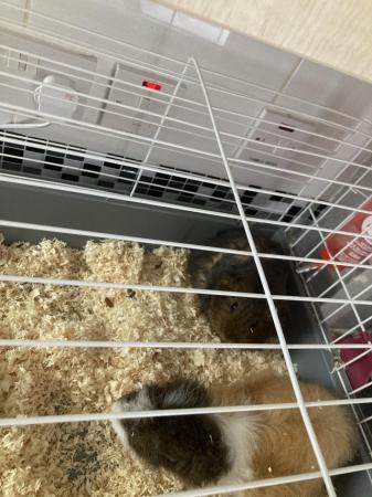 Image 5 of 2 male Guinea pigs with cage and water/food bowl