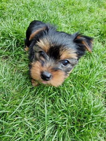 Image 5 of Yorkshire Terrier female available on 5th of June