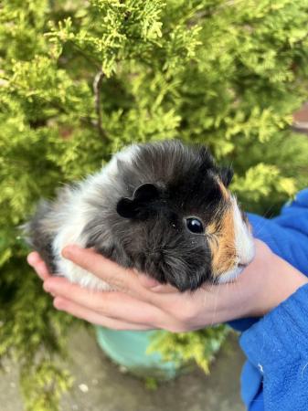 Image 2 of Friendly Guinea pigs for sale