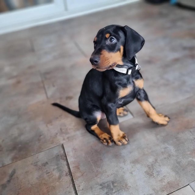 Preloved doberman deals