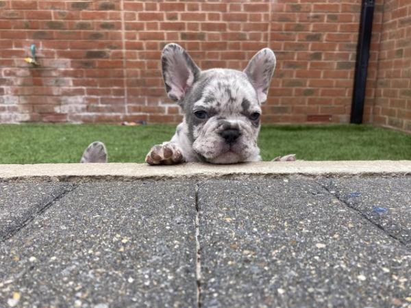 Image 10 of STUNNING LILAC ISABELLA MERLE FRENCH BULLDOGS KC