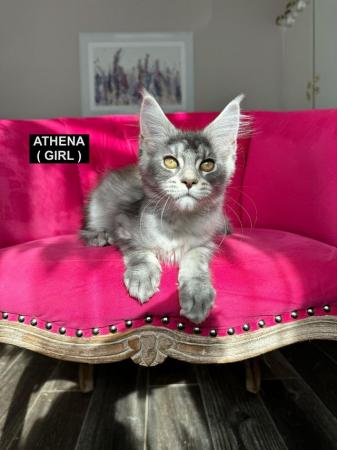 Image 37 of MAINECOON KITTENS - SUPREME CHAMPION BLOODLINE