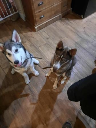 Image 4 of 8 month Husky X Malamute for sale