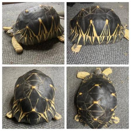Image 6 of Radiated Tortoise’s At Urban Exotics