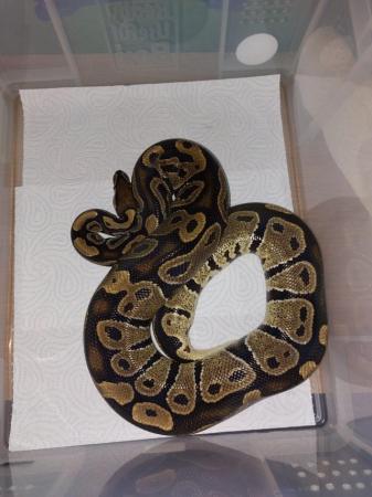 Image 17 of Balll python snakes (Whole collection) REDUCED PRICE!