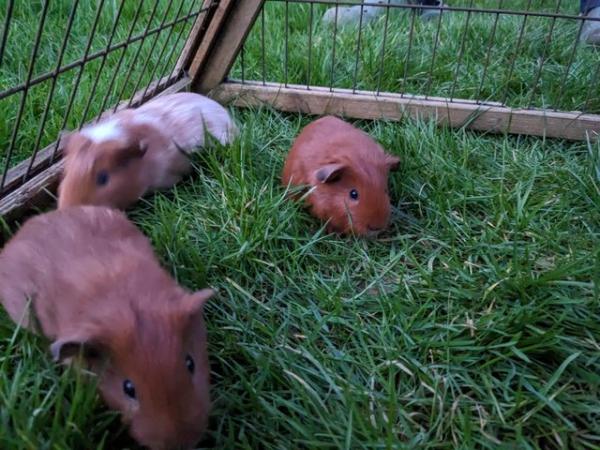 Image 4 of Guinea pigs and hutch and run