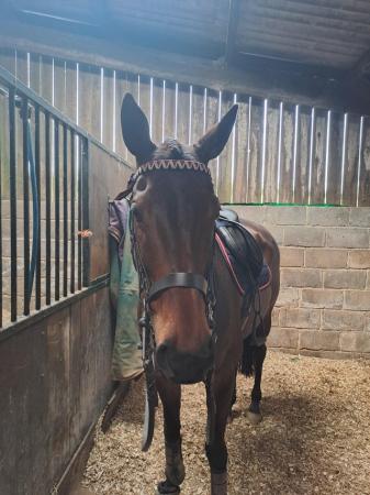 Image 3 of Thoroughbred Mare 16h For Sale