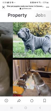 Image 9 of Sharpei puppys  for sale