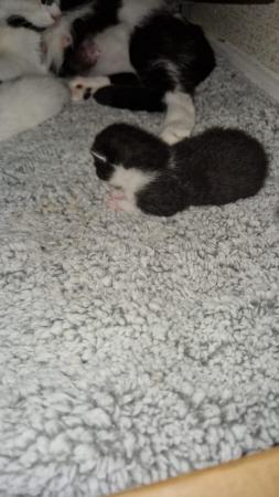 Image 4 of Kittens for sale leeds west yorkshire