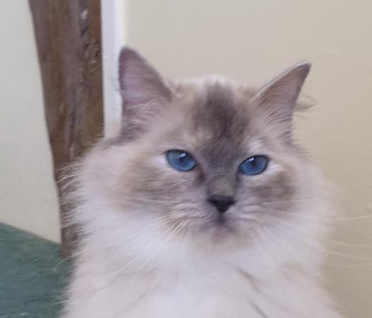 Image 2 of Pure bred Ragdoll Kittens Seal Tortie girl/Apricot cream boy