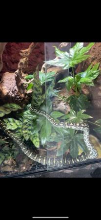 Image 4 of Jungle carpet python for sale