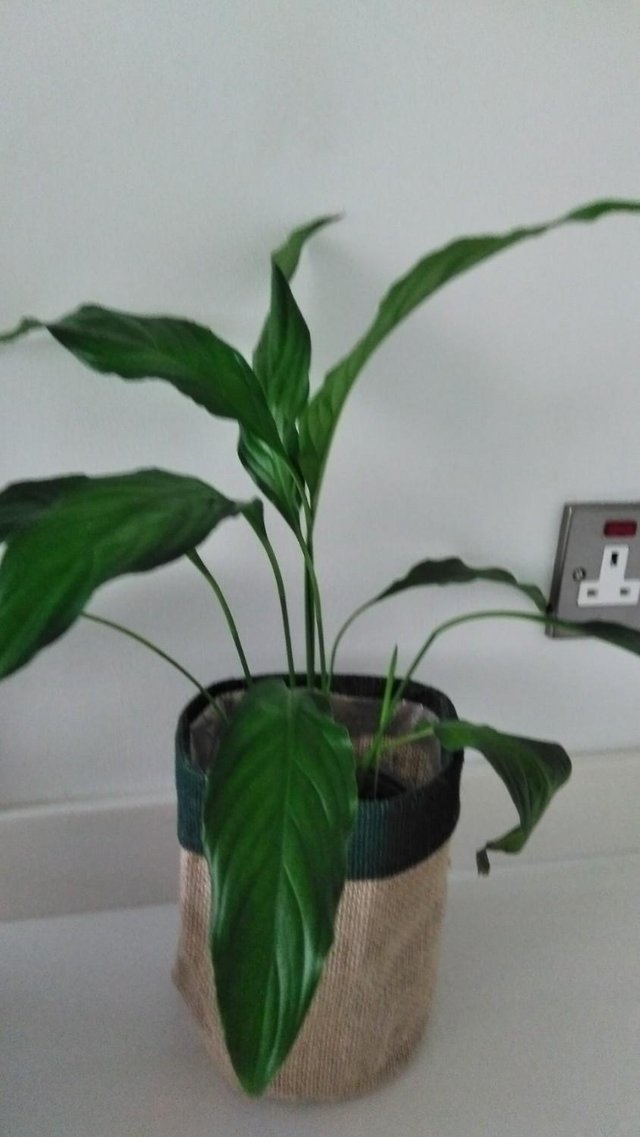 Preview of the first image of Spathophyllos  Peace Lilly in a sac pot.