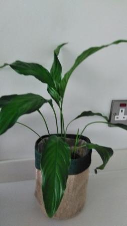 Image 1 of Spathophyllos  Peace Lilly in a sac pot