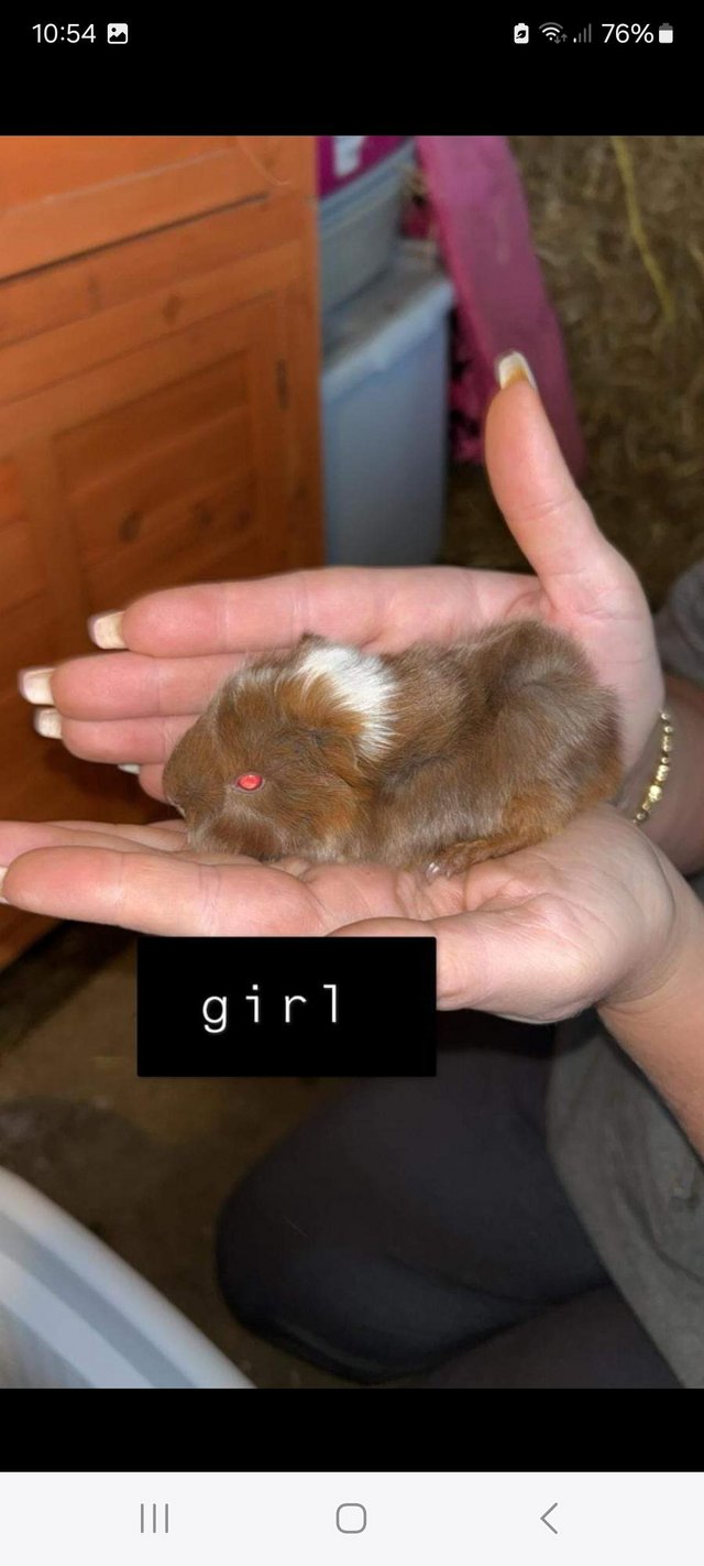 Preview of the first image of Baby guinea pigs for sale.