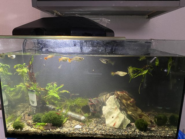 Preview of the first image of Long shallow tank 100L and 120 L tank with v fish.