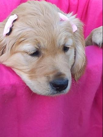 Image 16 of Golden Retriever Puppy 1 girl remaining