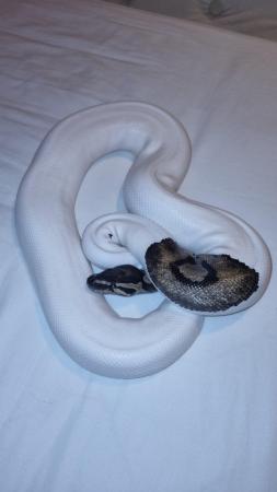 Image 1 of 5 years old pied ball python