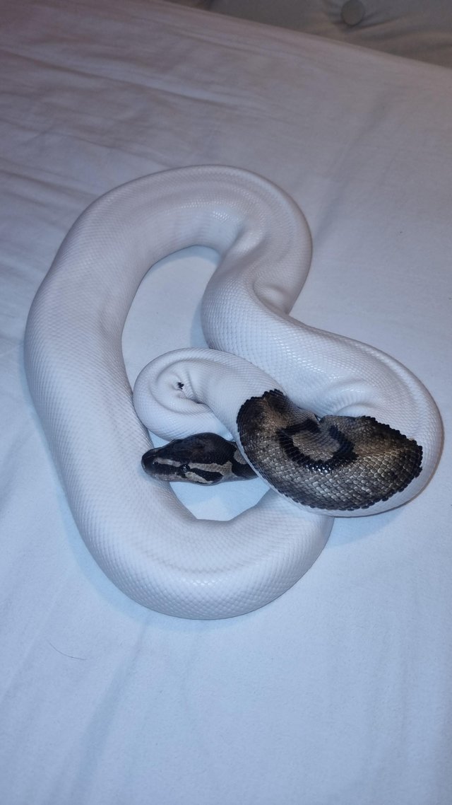 Preview of the first image of 5 years old pied ball python.