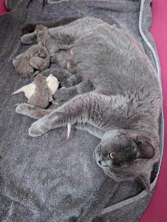 Image 7 of Pedigree British Shorthair Kittens