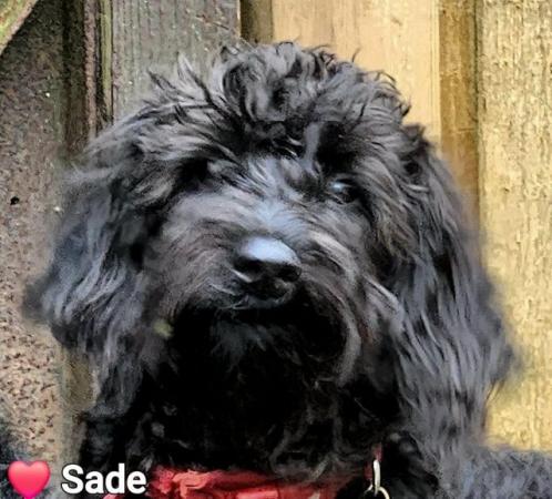 Image 1 of Schnoodle dogs need rehoming